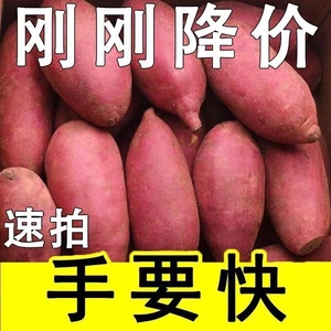 新鲜蜜薯9斤板栗红薯沙地糖心地瓜农家自种番薯烟薯山芋黄心红署
