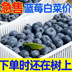 云南蓝莓新鲜水果当季整箱蓝梅鲜果现摘高山怡颗孕妇包邮70g单盒