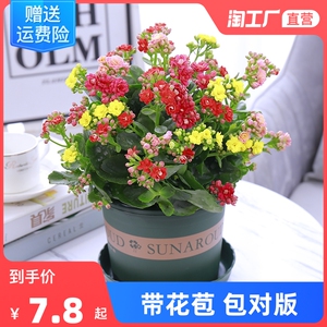 四季开花长寿花带花苞盆栽重瓣绿巴黎花苗多肉植物室内花卉吸甲醛