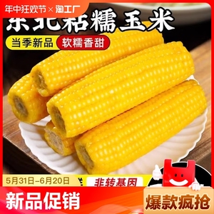 东北黄糯玉米真空包装新鲜甜糯玉米粘非转基因玉米棒子黄金开袋