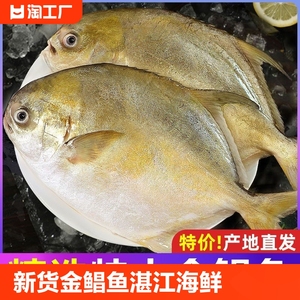 【GC】新货金鲳鱼新鲜镜鱼海鱼鲳鱼大金昌鱼湛江海鲜水产鲜活冷冻