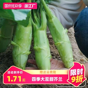 广东鸡腿芥兰菜种子四季蔬菜种孑甜脆芥菜芥蓝菜阳台盆栽春秋易植