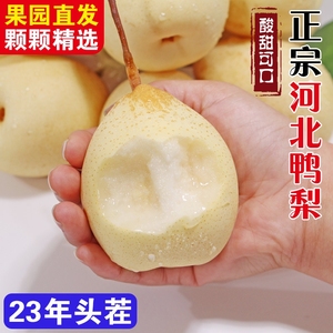 正宗新鲜河北鸭梨水晶梨大果应季新鲜梨子赵县大鸭梨整箱批发包邮