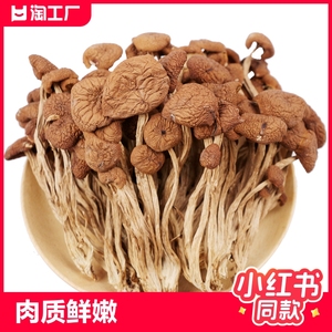 福建茶树菇干货级特新鲜蘑菇商用批发不开伞营养菌菇类炖汤火锅