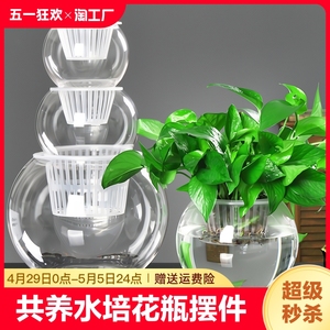 创意水培瓶植物透明玻璃花瓶绿萝花盆共养缸水养摆件器皿桌面极简