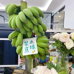 【禁止蕉绿】一整串带杆小米蕉办公室桌面水养香蕉小香蕉芭蕉新鲜