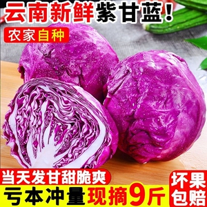 云南新鲜紫甘蓝10斤农家现摘卷心菜沙拉椰菜紫包菜批发蔬菜包邮