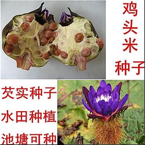 高产芡实种籽鸡头米鸡头果苏芡种子水生植物池塘湖泊鱼塘都可种植
