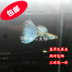 蓝草孔雀鱼