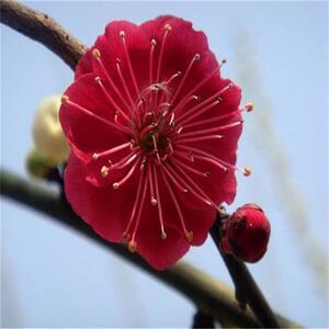 日本mn实物梅花盆景 原生朱砂 乌梅梅 乌羽玉 造型树桩室内老桩