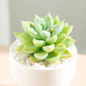 克洛伊多肉植物东云系列杂交新品稀有品种花卉盆栽果冻色贵货多肉