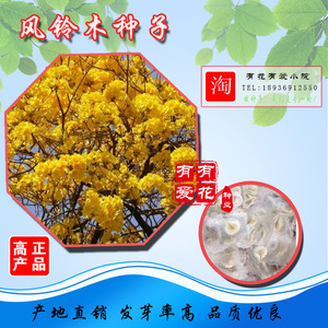 黄花风铃木种子 红花风铃木种子绿化林木树种多 花风铃木种子园艺