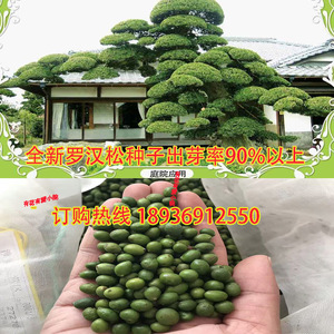 罗汉松种子日本米叶珍珠雀舌贵妃红芽珍珠台湾兰屿大叶罗汉松种籽