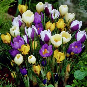 藏*红*花西番红花苗观花耐寒植物盆栽庭院花卉可食用百合花苗盆景