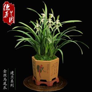 兰花苗建兰浓香金丝马尾爪盆花花卉兰花盆栽四季客厅观花植物包邮