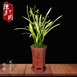 建兰锦旗兰花