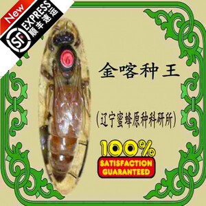 金喀种蜂王