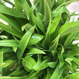 痰火草/鸭跖草科/大苞水竹叶 别名:围夹,癌,青鸭跖草/青竹壳菜