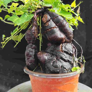 何首乌盆栽盆景老桩,可泡茶,泡酒,观赏性高易活好养护何首乌盆栽