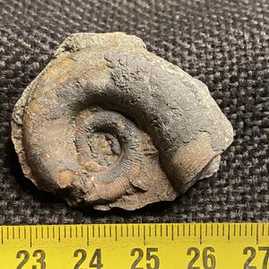 角石 三叶虫化石德氏虫古生物科普教学礼物标本原石天然原石山东