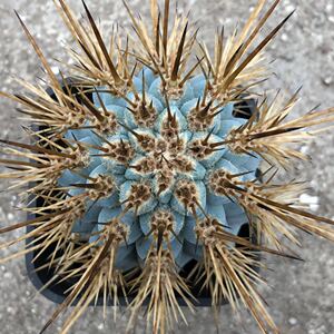 实生佛塔柱仙人柱 稀有大型蓝色仙人柱 瓯北简约风格