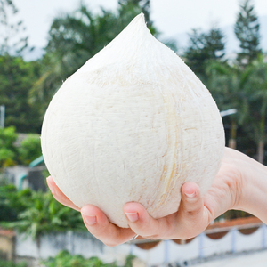 泰国进口椰皇椰汁奶香大椰子新鲜孕妇水果6个装现摘包邮海南椰青