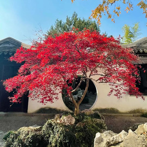 小美庭院别墅风景树日本红枫树苗红枫苗红舞姬红枫苗三季红绿化树