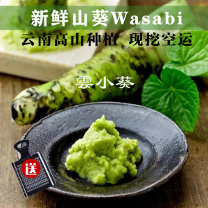 新鲜山葵根