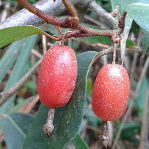 羊奶果苗羊不奶苗 胡颓子苗可制观花观叶观果盆景 四季常青