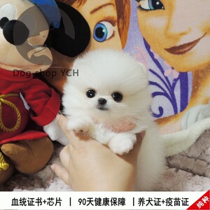 茶杯袖珍俊介犬超小体宠物狗