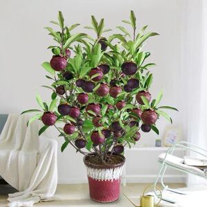 【买一送一】泰国无籽山竹果树苗阳台盆栽地栽南方家庭种植水果