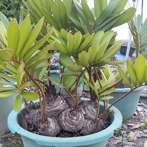 大型墨西哥多头铁树庭院办公室内盆栽四季常青绿植净化空气包邮