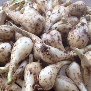 湖南去叶新鲜藠头现挖现发衡阳特产农家自种叫头荞头茭头蔬菜3斤