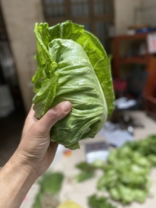 湖南衡阳农家自种牛心菜猪心菜卷芯菜春包包心菜新鲜蔬菜叶子菜