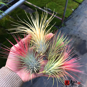 空气凤梨稀有品种t.funckiana x druid狐狸尾x德鲁伊精灵狐狸精