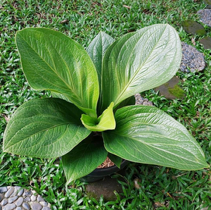 大叶植物庭院大型