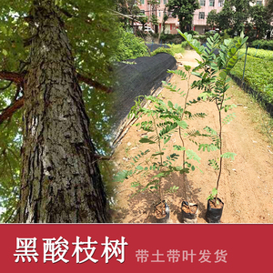 黑檀木树苗