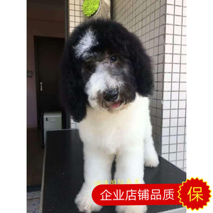 纯种双血统黑白花巨贵活体巨型贵宾犬巧克力香槟灰红白大泰迪幼犬