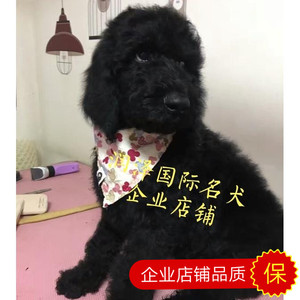 纯种巨型贵宾犬幼犬活体黑色巨贵犬大型泰迪宠物狗巨贵犬贵妇幼犬