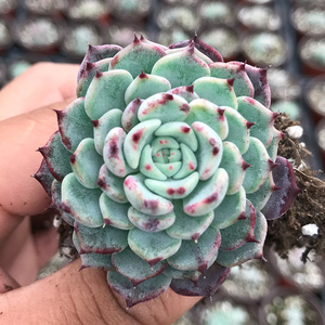 沙罗姬牡丹