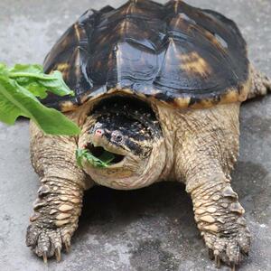 鳄龟活物食用鳄龟活物超大鳄龟苗北美鳄龟爆刺凶猛变异人养殖大型