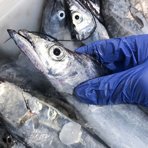 新鲜深海海钓带鱼小眼睛海鲜宁波鲜活水产非冷冻特级大带舟山