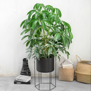 金叶子保罗摇钱树大叶伞绿植盆栽室内北欧网红观叶绿植物花卉盆景