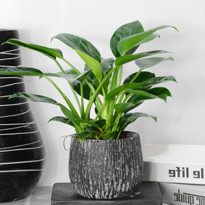 金钻蔓绿绒 迷你桌面盆栽植物净化空气常绿创意绿色花卉成都同城