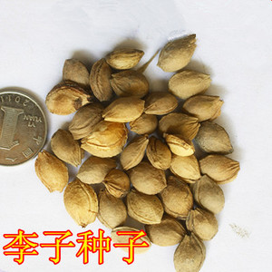 红叶李种子 李子树种子 紫叶稠李种子 稠李种子 红叶稠李种子