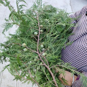 新鲜白树枝烟熏腊肉香肠野生侧柏叶扁白叶泡水煮酒松柏叶洗发材料