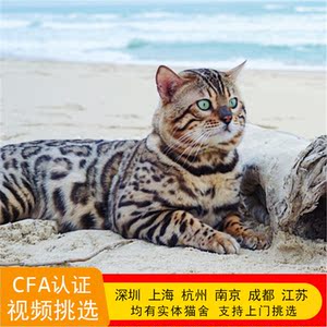 孟加拉豹猫活体幼猫玫瑰花纹金钱豹雪豹纯种健康宠物猫咪黑豹赛级