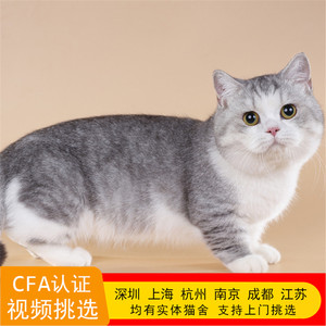 折耳猫加白