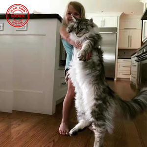 宠物猫巨型