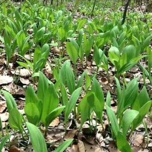 00w13207215219淘宝天蒜 鹿耳韭玉簪叶茗葱岩蒜 有根无叶